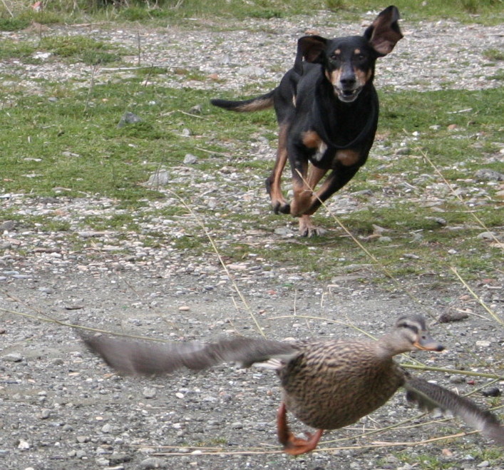 brancomisto Addestramento cani a ROMA