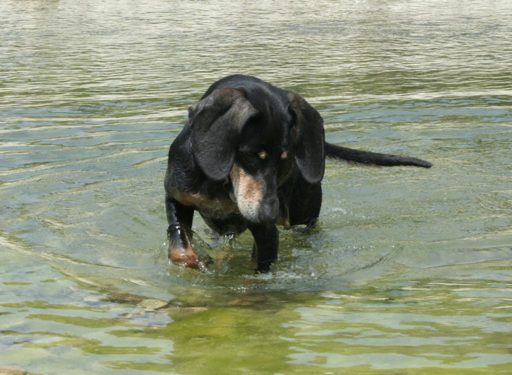 brancomisto Addestramento cani a ROMA